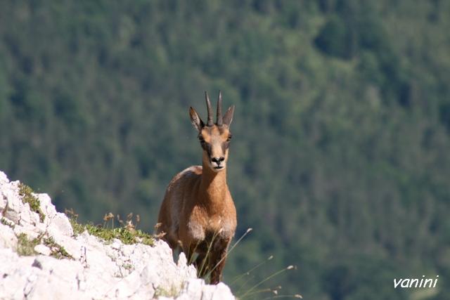 Camoscio d''Abruzzo Rupicapra pyrenaica ornata