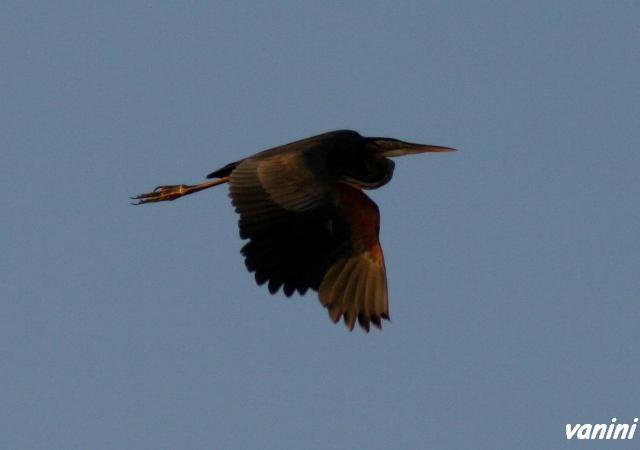 Airone Rosso(Ardea purpurea)