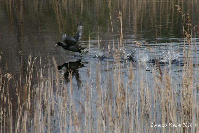 Volando sull''acqua