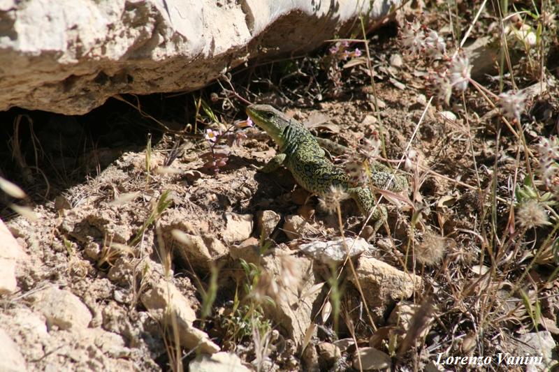 Lucertola Ocellata