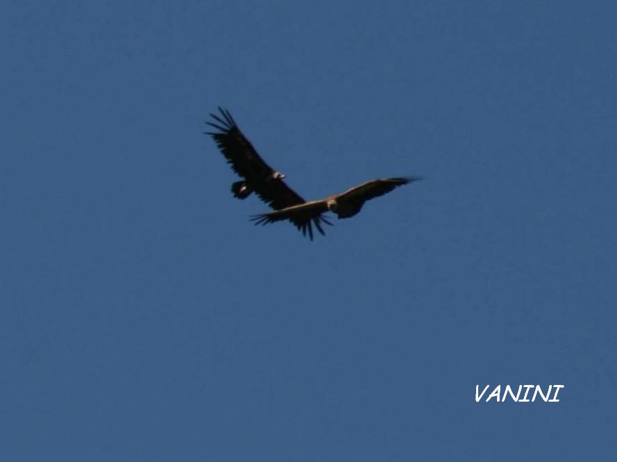 Un p di uccelli Iberici