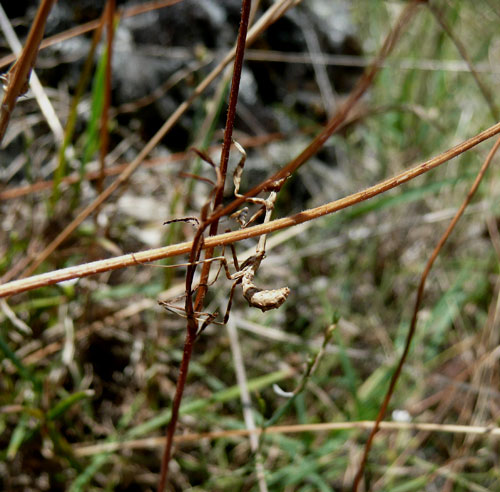 Valle di Comino. Di nuovo piccola Empusa, ma con foto.