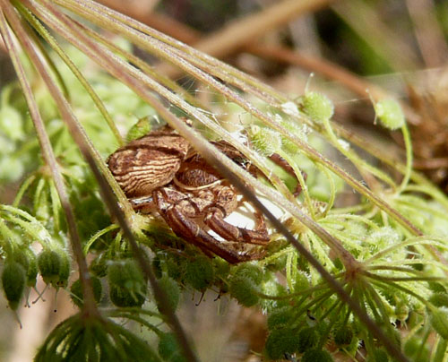 in agguato. valle di comino: Xysticus sp.