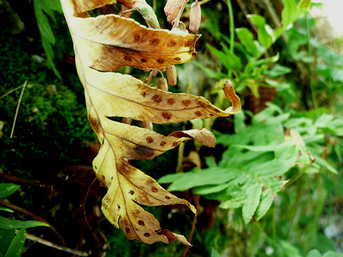 Polypodium cfr. cambricum