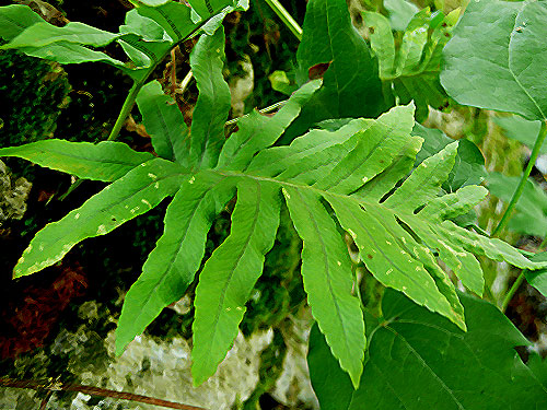 Polypodium cfr. cambricum