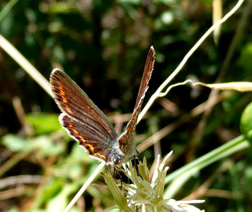 farfalle nella Val di Comino