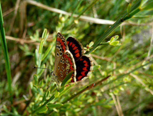 farfalle nella Val di Comino