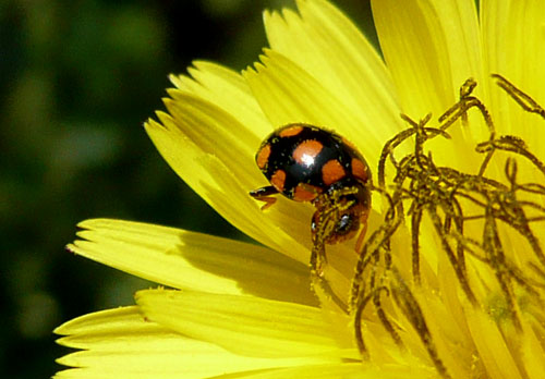 direi coccinella. a Bagno Vignoni.