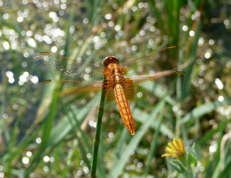 libellula a Bagno Vignoni su rivo termale.