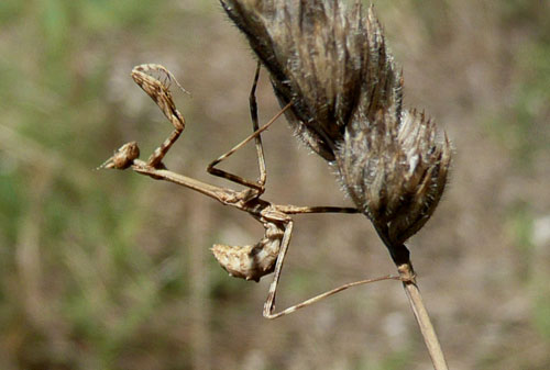 Valle di Comino. Di nuovo piccola Empusa, ma con foto.