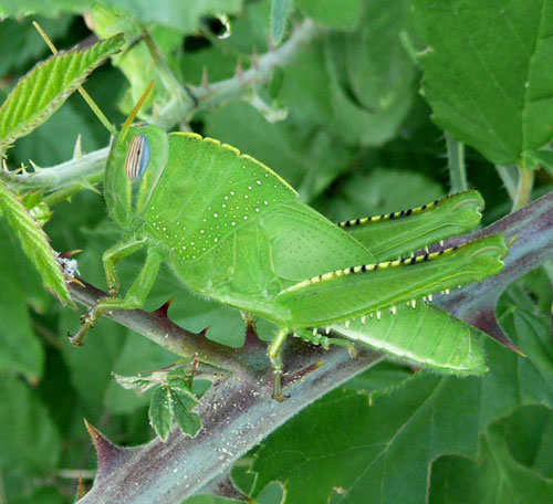 In un cespuglio di more: Anacridium aegyptium (ninfe)