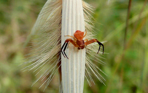 Incognito molto elegante rosso e nero:Thomisus sp. maschio