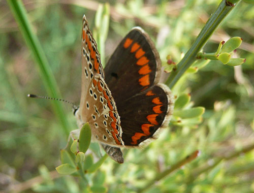 farfalle nella Val di Comino