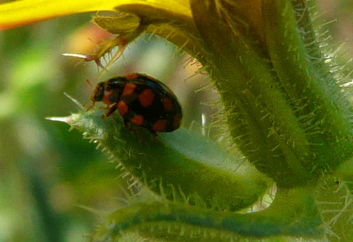 direi coccinella. a Bagno Vignoni.