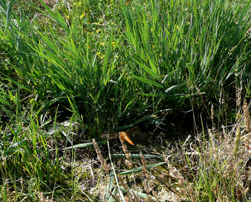 libellula a Bagno Vignoni su rivo termale.