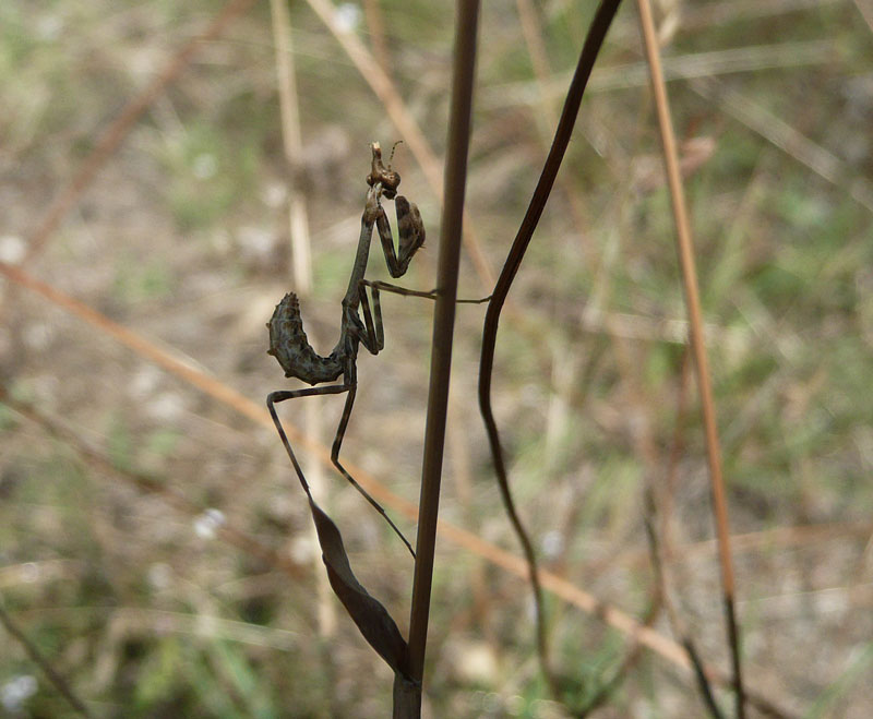 Valle di Comino. Di nuovo piccola Empusa, ma con foto.