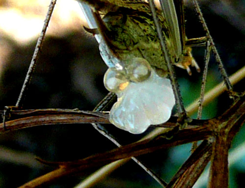 Cavalletta con spermatophylax: Tylopsis lilifolia