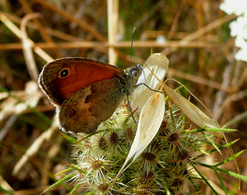 farfalle nella Val di Comino