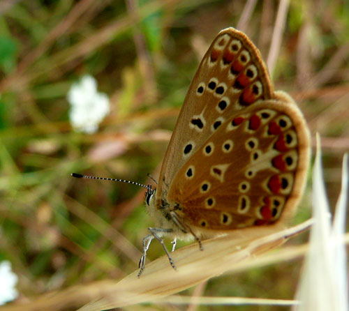 farfalle nella Val di Comino