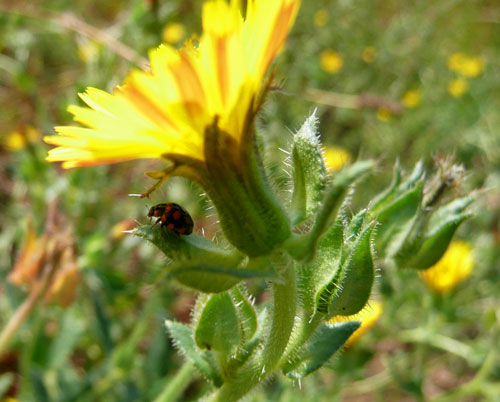 direi coccinella. a Bagno Vignoni.