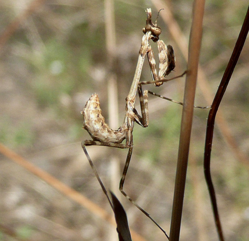 Valle di Comino. Di nuovo piccola Empusa, ma con foto.