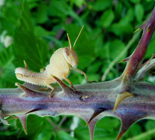 In un cespuglio di more: Anacridium aegyptium (ninfe)