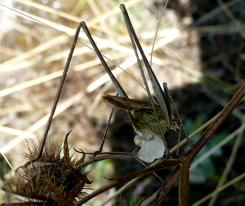 Cavalletta con spermatophylax: Tylopsis lilifolia