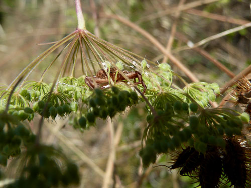 in agguato. valle di comino: Xysticus sp.