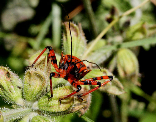 Predatore rosso e nero: Rhynocoris sp. (Reduviidae)