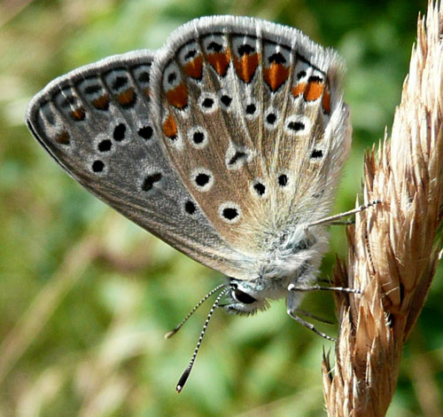 farfalle nella Val di Comino