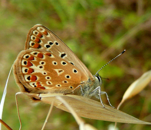 farfalle nella Val di Comino