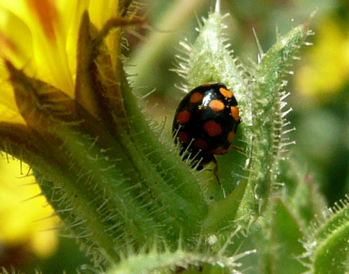 direi coccinella. a Bagno Vignoni.