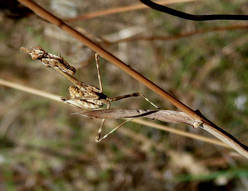 Valle di Comino. Di nuovo piccola Empusa, ma con foto.