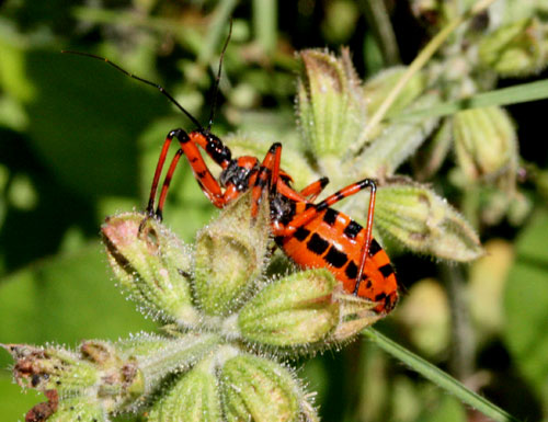 Predatore rosso e nero: Rhynocoris sp. (Reduviidae)