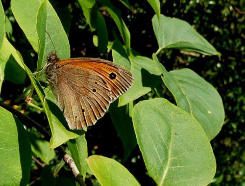 farfalle nella Val di Comino