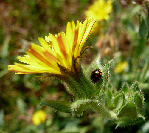 direi coccinella. a Bagno Vignoni.