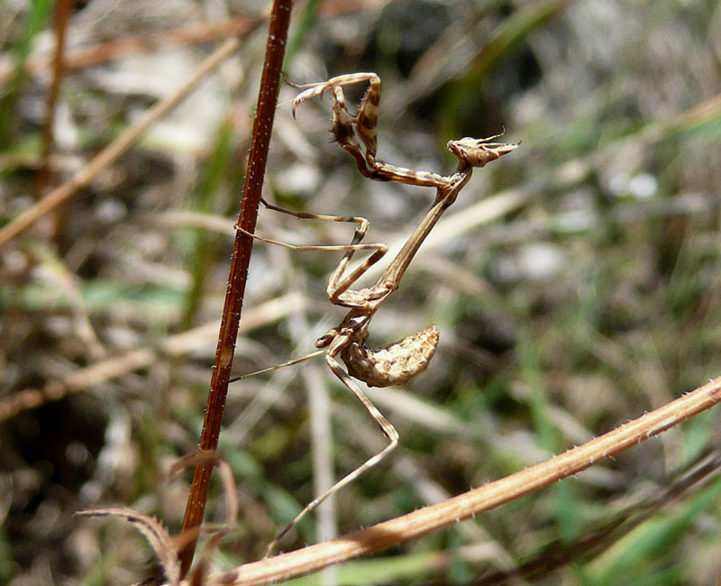 Valle di Comino. Di nuovo piccola Empusa, ma con foto.