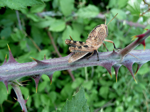 In un cespuglio di more: Anacridium aegyptium (ninfe)