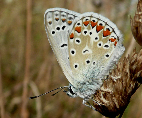 farfalle nella Val di Comino