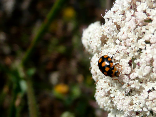 direi coccinella. a Bagno Vignoni.