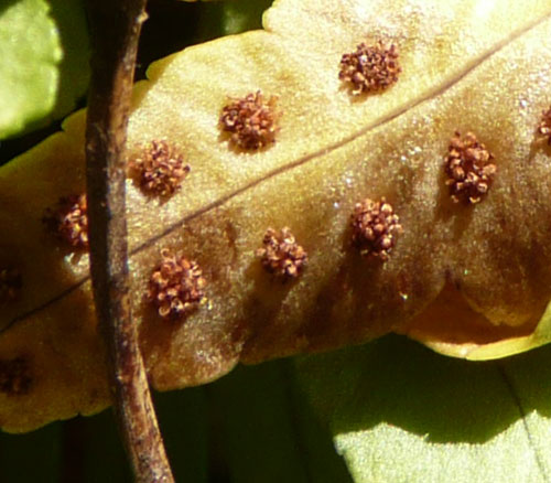 Polypodium cfr. cambricum