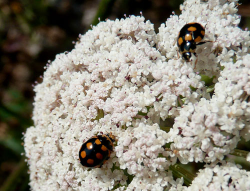 direi coccinella. a Bagno Vignoni.