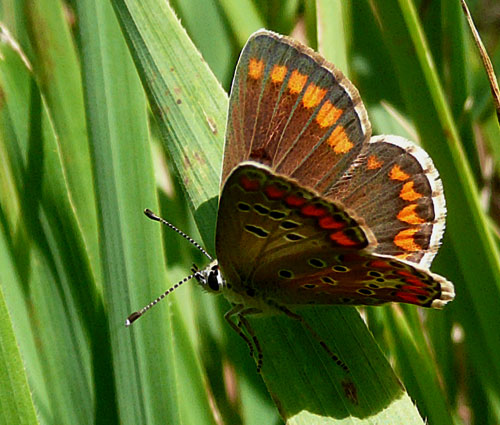 farfalle nella Val di Comino