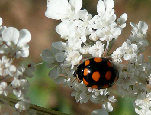 direi coccinella. a Bagno Vignoni.