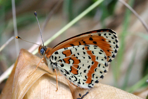 chi ? - Melitaea didyma (maschio)