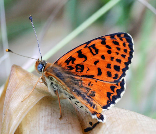 chi ? - Melitaea didyma (maschio)