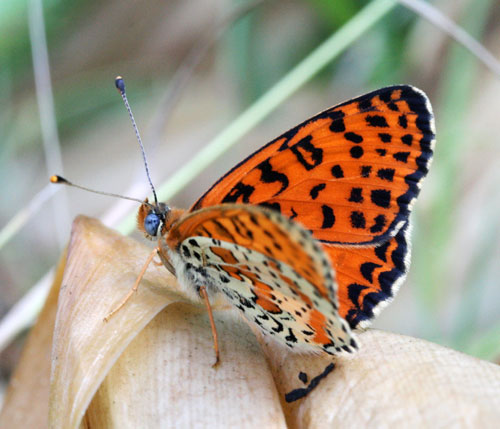 chi ? - Melitaea didyma (maschio)