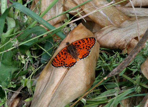 chi ? - Melitaea didyma (maschio)