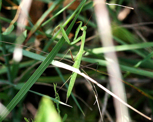 Mantis religiosa della Valle di Comino.