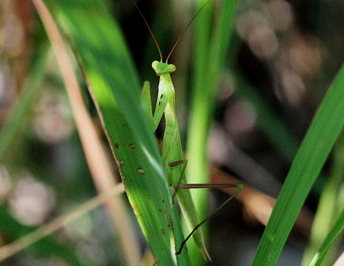 Mantis religiosa della Valle di Comino.